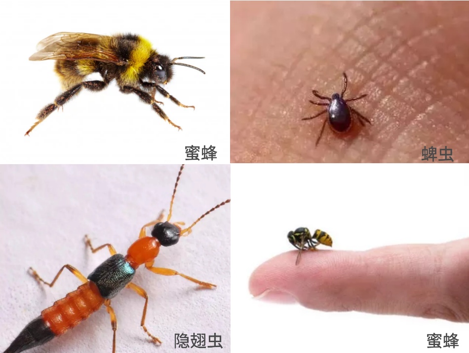 夏日毒虫咬伤安全指南—蜂虫蜇咬篇。